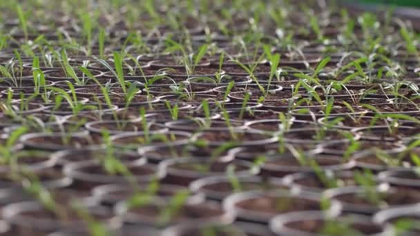 Gardening Grows Plants Pots Selective Focus — Stock Video