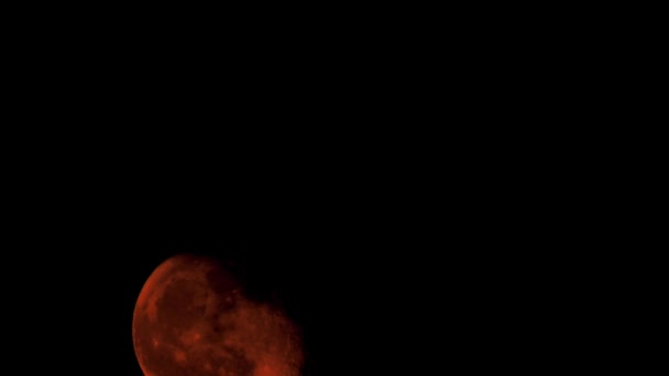 Czerwony Księżyc Wznosi Się Nad Gałęziami Drzew Skupia Się Lekko — Wideo stockowe