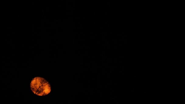Красная Луна Поднимается Над Ветвями Деревьев Сосредоточьтесь Немного Мягко — стоковое видео