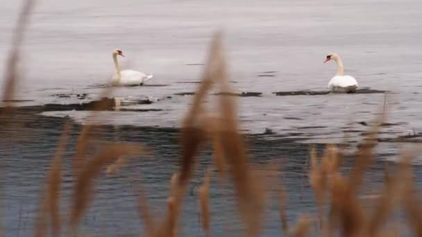 Cisne Branco Gelo Junto Lago Foco Seletivo — Vídeo de Stock