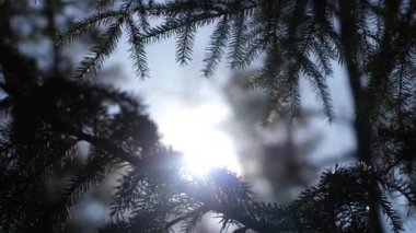 Ladin 'in karanlık dalları güneş ışığına izin vermez. Güneş dalların arasından parlıyor.