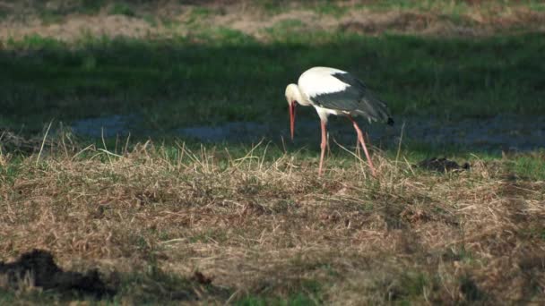 Stork Walks Meadow Search Food — Video Stock