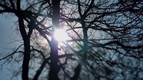 太阳从树枝上升起 树梢后面的阳光 微妙的蜘蛛网移动到了前景 时间流逝 — 图库视频影像