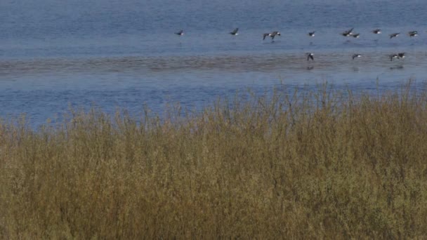 Husy přeletí nad jezerem. Spousta ptáků letí domů.
