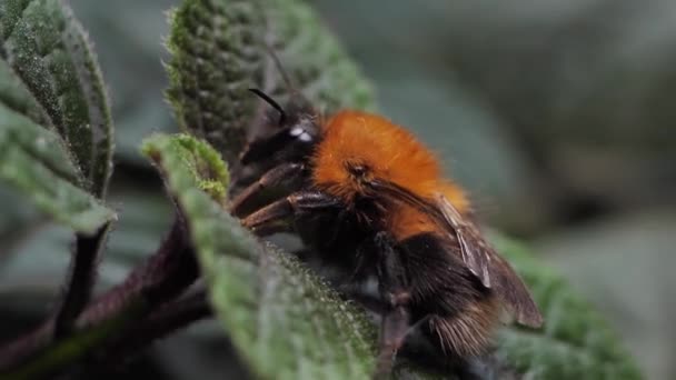Bumblebee Rested Leaves Herbs Bumblebee Woke Spring — Vídeo de stock
