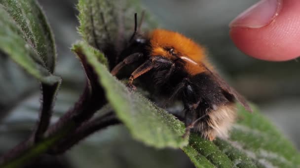 Bumblebee Rested Leaves Herbs Bumblebee Woke Spring — Stockvideo