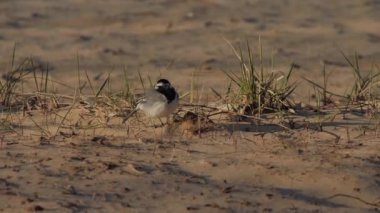 Pied wagtail kumlu sahilde yiyecek arıyor. Motacilla alba