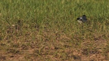 Pied wagtail kumlu sahilde yiyecek arıyor. Motacilla alba