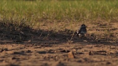 Pied wagtail kumlu sahilde yiyecek arıyor. Motacilla alba