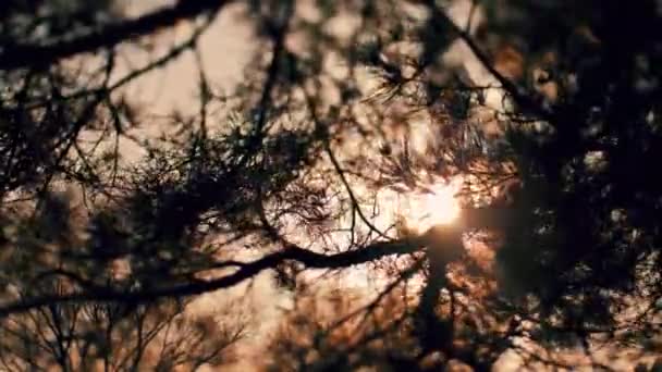 Zachód Słońca Gałęziami Drzew Dramatyczne Słońce Drzewami Skupienie Selektywne — Wideo stockowe