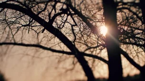 Zachód Słońca Gałęziami Drzew Dramatyczne Słońce Drzewami Skupienie Selektywne — Wideo stockowe