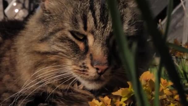 Large Feathered Cat Sunbathing Bushes Garden — Stock Video