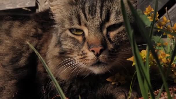 Duży Upierzony Kot Opalał Się Wśród Krzaków Ogrodzie — Wideo stockowe