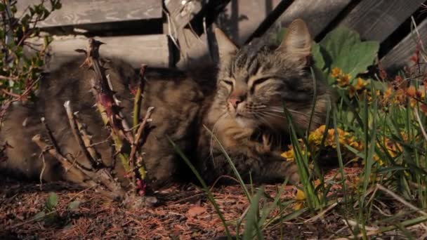 Duży Upierzony Kot Opalał Się Wśród Krzaków Ogrodzie — Wideo stockowe