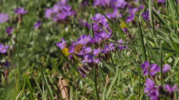 Pszczoła Zapylona Wiosennymi Kwiatami — Wideo stockowe