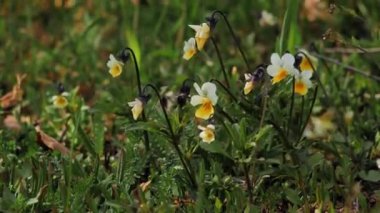 Spring flowers in the meadow. Spring flowers have grown on the lawn.