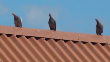 The gray house pigeons are sitting on the red roof of the house and flying away