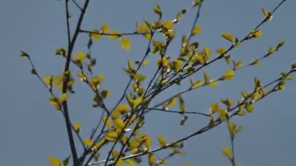 Birch branches with new shoots with beautiful green leaves — Vídeo de stock