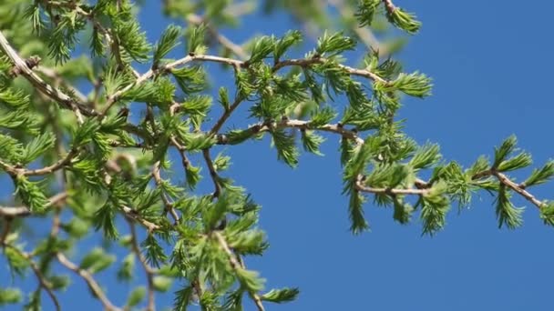 New leaves on larch with buds. The branches move in the wind. Red buds cones on larch — Vídeo de stock