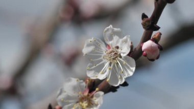 Şeftali, ilkbaharda güneşli havada açar. Beyaz meyve ağacı çiçekleri