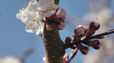 Şeftali, ilkbaharda güneşli havada açar. Beyaz meyve ağacı çiçekleri