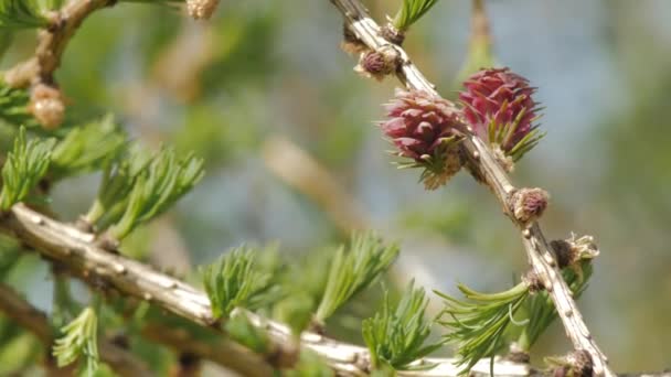 New Leaves Larch Buds Branches Move Wind Red Buds Cones — стоковое видео