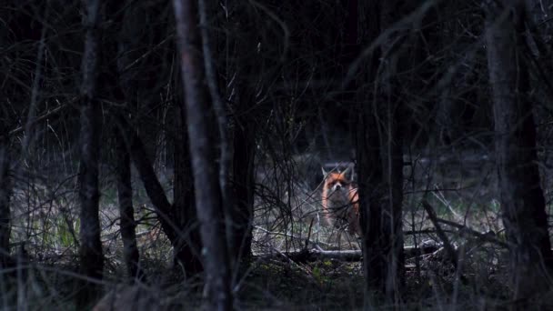 Темними Деревами Дика Лисиця Бачить Небезпеку Тікає — стокове відео
