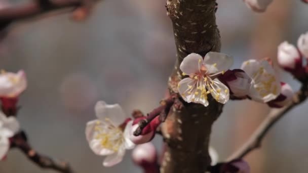 Melocotón Florece Primavera Con Clima Soleado Flores Árboles Frutales Blancos — Vídeo de stock