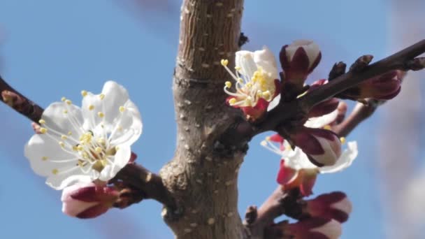 Flores Pêssego Primavera Tempo Ensolarado Flores Brancas Árvores Frutíferas — Vídeo de Stock