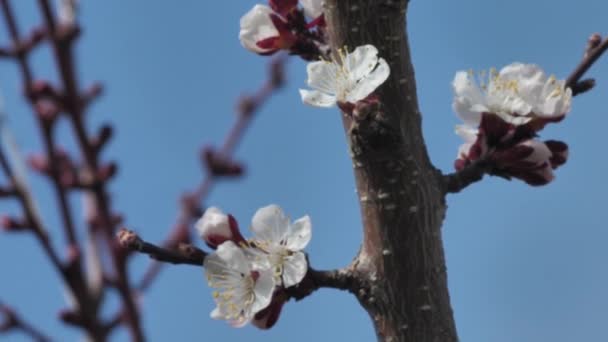 Peach Blossoms Spring Sunny Weather White Fruit Tree Flowers — Stok video