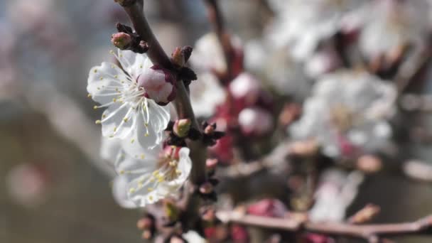 Peach Blossoms Spring Sunny Weather White Fruit Tree Flowers — Stok video