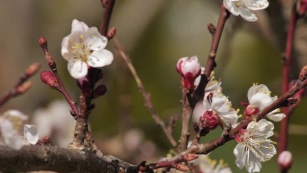 Peach Blossoms Spring Sunny Weather White Fruit Tree Flowers — Stok video