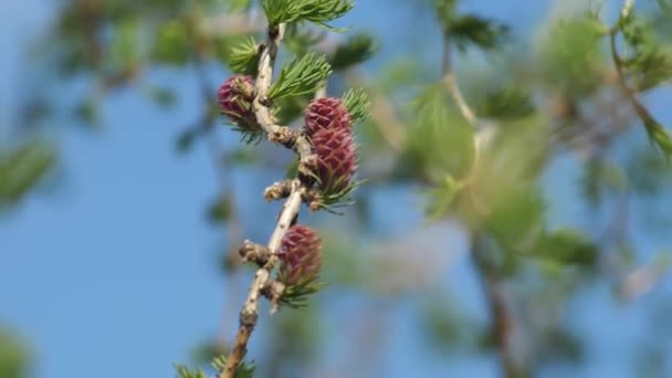 New Leaves Larch Buds Branches Move Wind Red Buds Cones — Vídeos de Stock