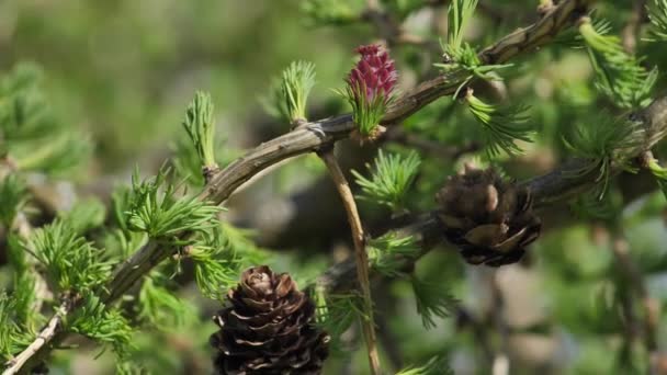 New Leaves Larch Buds Branches Move Wind Red Buds Cones — Stockvideo
