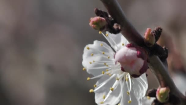 Peach Blossoms Spring Sunny Weather White Fruit Tree Flowers — Stok video