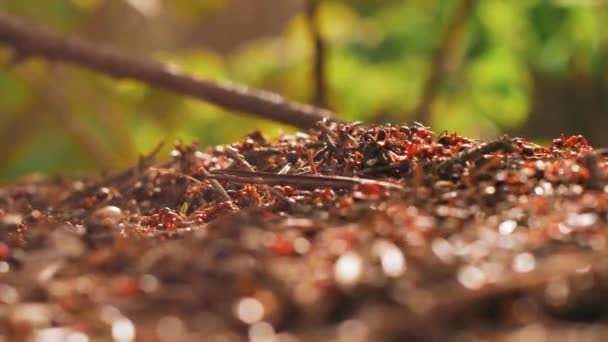 红蚂蚁正在为自己盖房子 蚂蚁在蚁丘中工作 — 图库视频影像