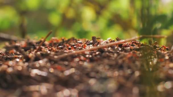 Formiche Rosse Stanno Costruendo Una Casa Formiche Lavorano Formicaio — Video Stock