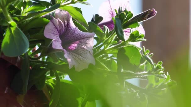 Petunia Flowers Garden Greenhouse Beautiful Purple Petunias Close Bright Purple — Stockvideo