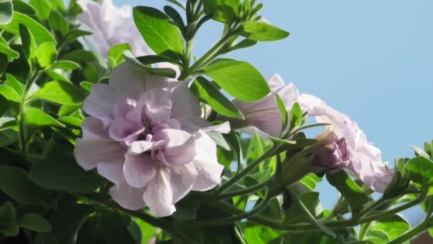 庭の温室でペチュニアの花 美しい紫色のペチュニアが閉じます 明るい紫色の春と夏の花 花と庭で働きなさい スローモーション — ストック動画