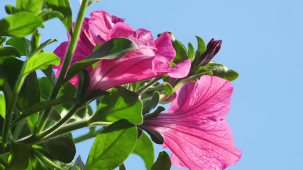 Πετούνια Λουλούδια Στο Θερμοκήπιο Του Κήπου Όμορφες Μωβ Πετούνιες Από — Αρχείο Βίντεο