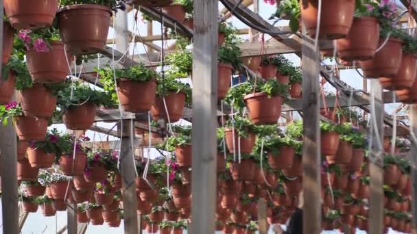 Petunia Fleurit Dans Serre Jardin Une Jardinière Travaille Dans Une — Video