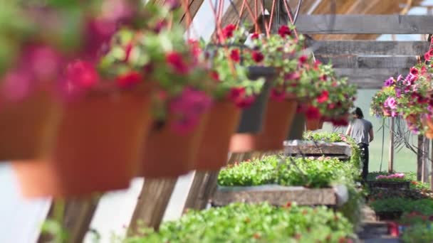 Petúnia Virágok Kerti Üvegházban Női Kertész Egy Üvegházban Dolgozik Virágház — Stock videók