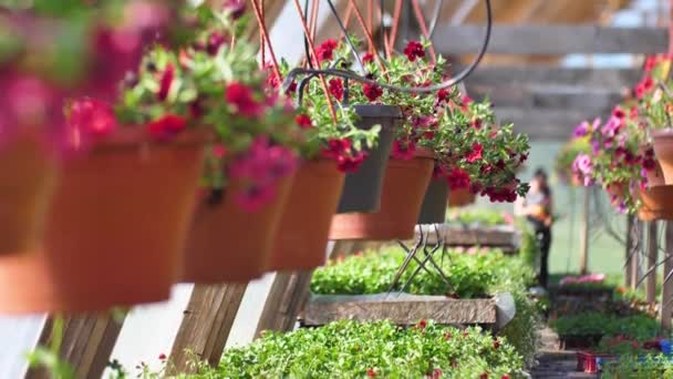 Petúnia Virágok Kerti Üvegházban Női Kertész Egy Üvegházban Dolgozik Virágház — Stock videók