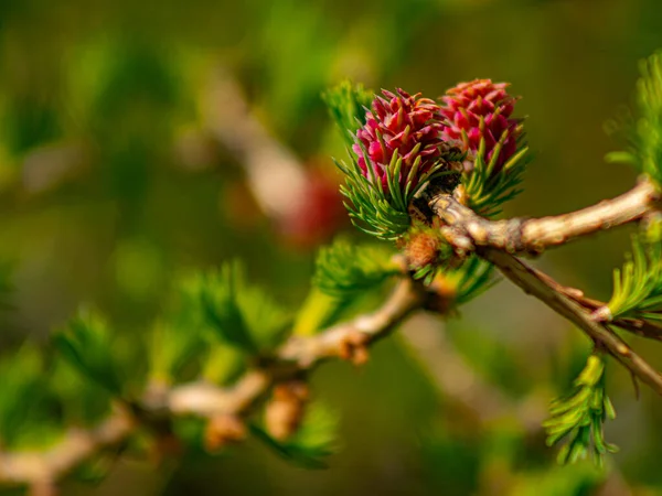 New Leaves Larch Buds Branches Move Wind Red Buds Cones — стоковое фото