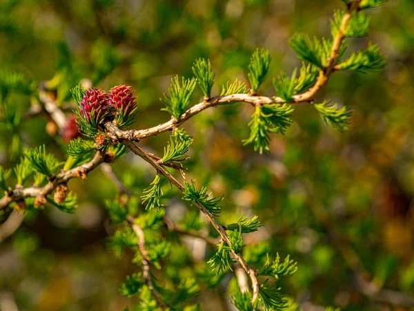 New Leaves Larch Buds Branches Move Wind Red Buds Cones — Fotografia de Stock