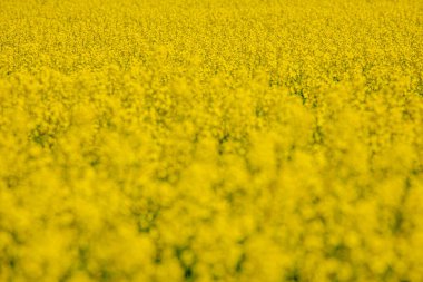 Çiçekli bir ırz tohumu tarlasında. Kolza çiçekleri sarıdan güneşe. Çiftçi yağ tohumu tecavüzü yetiştiriyor