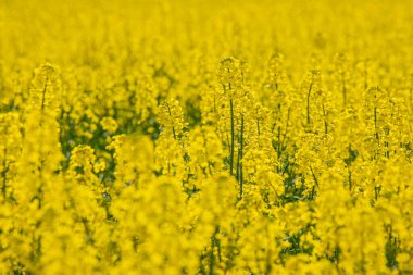 Çiçekli bir ırz tohumu tarlasında. Kolza çiçekleri sarıdan güneşe. Çiftçi yağ tohumu tecavüzü yetiştiriyor