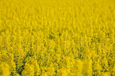 Çiçekli bir ırz tohumu tarlasında. Kolza çiçekleri sarıdan güneşe. Çiftçi yağ tohumu tecavüzü yetiştiriyor