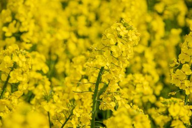Çiçekli bir ırz tohumu tarlasında. Kolza çiçekleri sarıdan güneşe. Çiftçi yağ tohumu tecavüzü yetiştiriyor