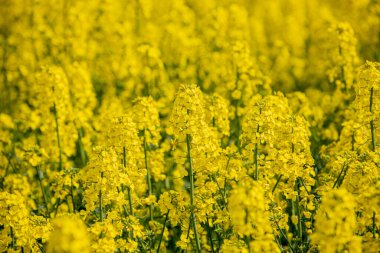 Çiçekli bir ırz tohumu tarlasında. Kolza çiçekleri sarıdan güneşe. Çiftçi yağ tohumu tecavüzü yetiştiriyor